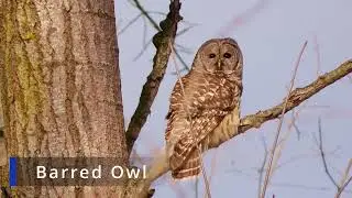 Barred Owl