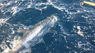 400 kilos of tarpon, grouper, cobia, and snapper – amazing fishing! 🎣🎣🎣 Praise be to God!