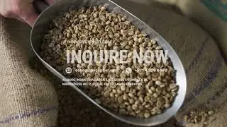 Looking for green specialty coffee beans?