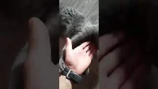 Кот соскучился. Loki🐈