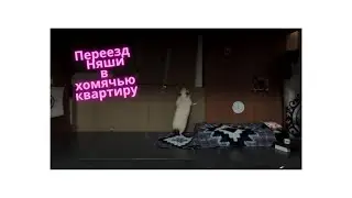 Переезд Няши в хомячью квартиру.