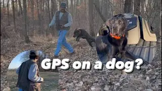The Best GPS for a Dog!!