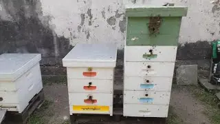 Еще одни пчелы прилетели // Пчеловодство Аргентины