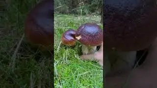 Шикарные грибы.           #грибы #Гриби  #грибиукраїни #mushrooms #mushroomhunting #蘑菇 #采蘑菇