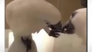 Умний папугай!😂🔥