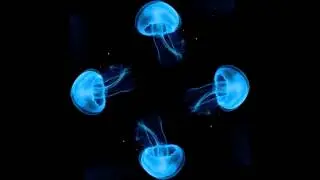 10 hour Jellyfish Hologram
