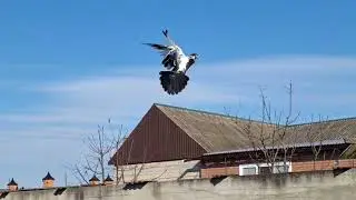 Голуби Насруди