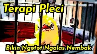 Terapi Pleci Agar Cepat Ngalas Nembak Isian