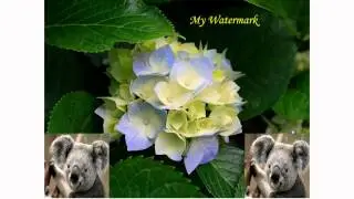 How to add an image watermark to your photo/image