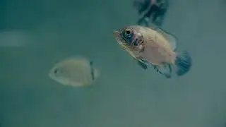 Astronotus ocellatus. Астронотус глазчатый. #астронотус, #astronotus, #astronotusocellatus
