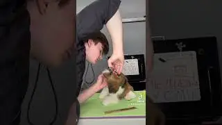 Puppy Attacks The Groomer?!