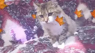 Ку ку ку