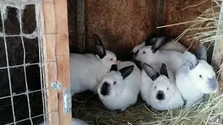 Мои кролики и не только