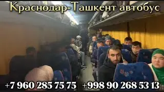 Краснодар Ташкент автобус 2023,краснодар-ташкент,ростов-ташкент,волгоград-ташкент