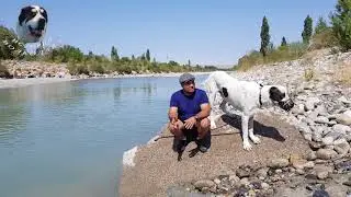 Тренировка для волкодава.  Подготовка к ТИ.  Физические упражнения для САО.