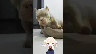 Малыш закрывает тренд 💥🪿 