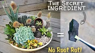 How To Make The BEST Potting Soil For Succulents? (The PRO Level Mix)