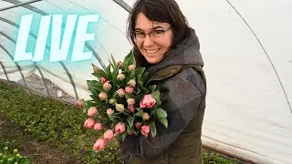 We Lost Money on Tulips