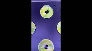 AeroGarden - Progress days 3 to 4 - not tremendous change but there is a visible one