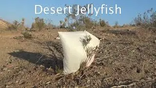 Desert Jellies