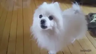brand new 2016 text to speech dog source