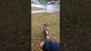 ❗Вот мы и дождались дождей 🌦 14.10.2024 г. Курск❗ #shorts #short #shortsvideo #nature