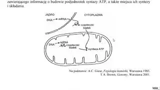 Półautonomiczność a endosymbioza