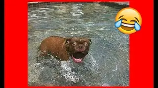 🐶Funny Animals😹 - Funniest Cats and Dogs - Latest Videos 2022!