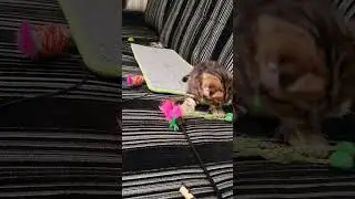 Что за лапонька тигрёнок? 🐯🐱🥰
