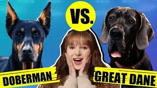 DOERBMAN VS GREAT DANE