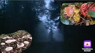 Kann man im Dunkeln Pilze finden? Steinpilze Semmel und Co und. Outtakes!
