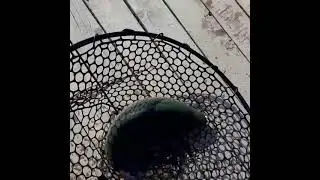 дуплет поимок