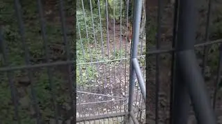 Львы Сафари Парк п. Шкотово Приморский край