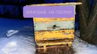 Зимовка пчёл 2022 год Как пристоят дела на пасике зимой