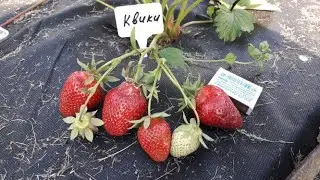 Квики - клубника (Итальянский сорт)