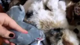 new webkinz(sorry for not making vids been buisy but im not now so... expect ALLOT)