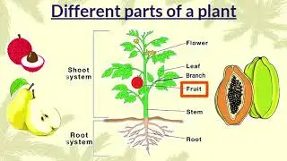 Plants Around Us || Parts Of Plant | What Do Plant Need | How Do Plants Grow