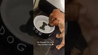 A not SO SMART DOG  #shorts