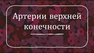 Артерии верхней конечности (плечевая, лучевая, локтевая, артерии кисти)