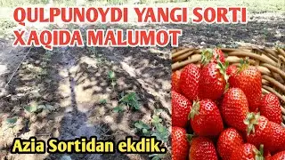 Qulpunoydi Yangi Sortidan Ekdik Toliq Malumot. Qiziqganlarga #Qulpunoy