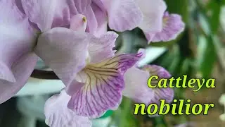 Cattleya nobilior. Фантастическое преображение.