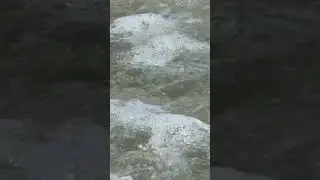 Огромная медуза #испания #beach #summer #shorts #shortsvideo #shortvideo