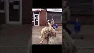 Skinwalkers caught on camera 😳 