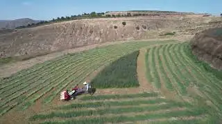 Alfalfa cutting machine