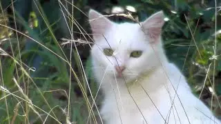 White Cat in Autumn  🐾 🍂
