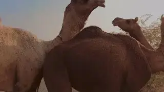Camel during mating season