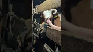 Как отпилили рог корове.