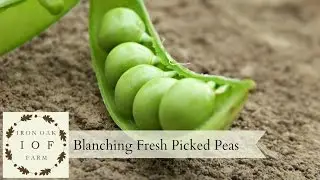 Blanching Fresh Picked Peas