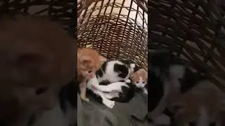 У нашей кошки появились кошачьи внуки!🐈 3 недели.