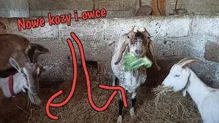 Nowe nabytki w hodowli (Kozy oraz Owce)